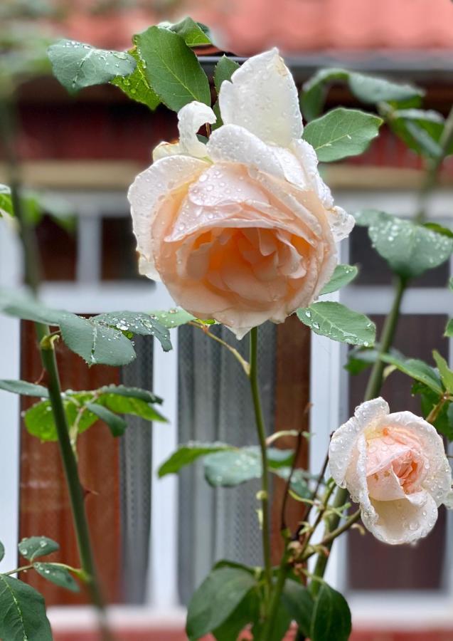 Flower Street Свитяз Екстериор снимка
